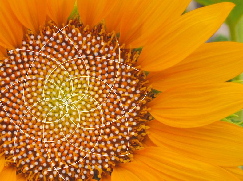 Close-up photo of a sunflower